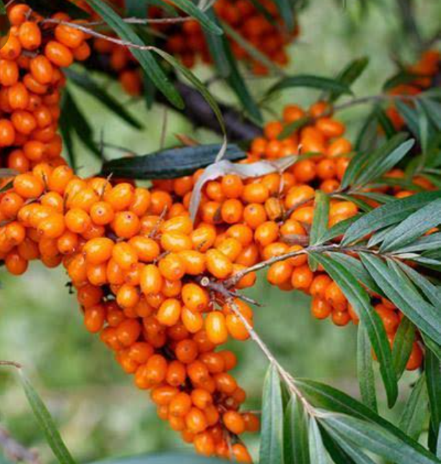 Sea Buckthorn Oil Skin Beauty Benefits